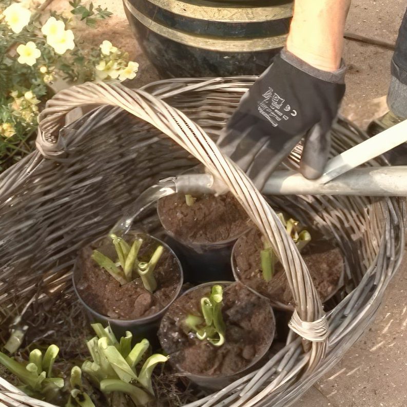 Deling af stauder med træagtige rødder