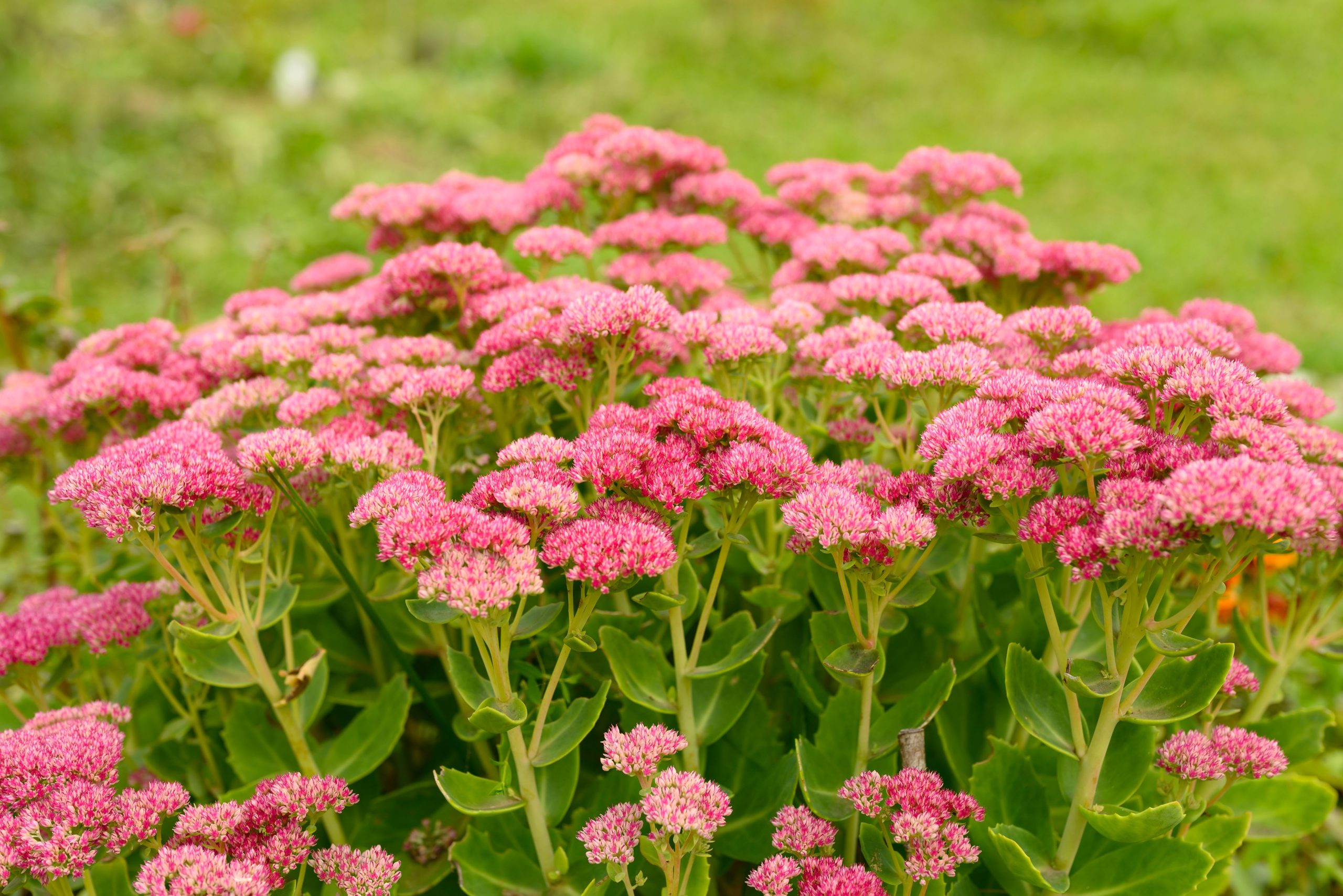 dela och flytta perenner kärleksört