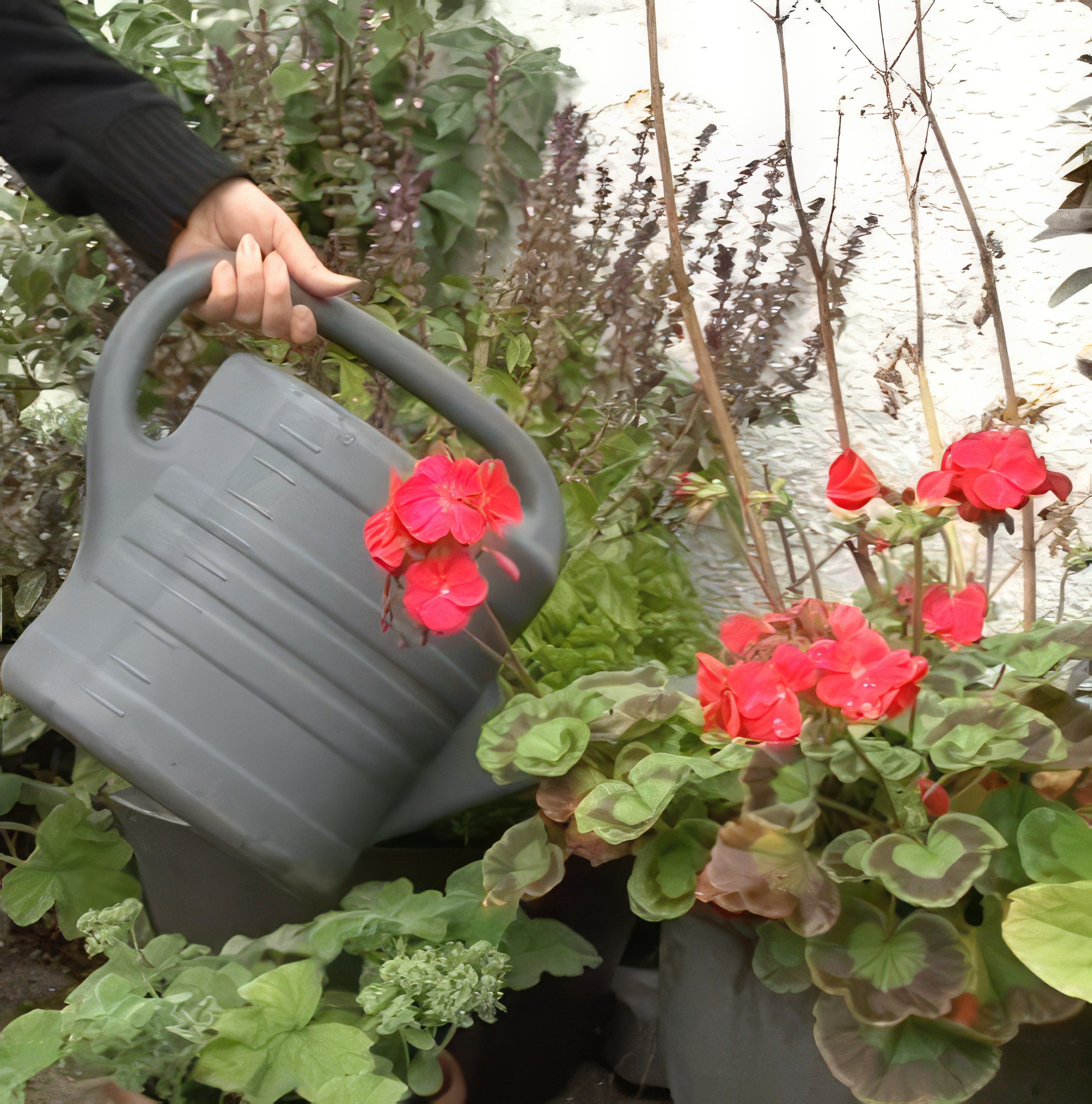 lannoite perennoille