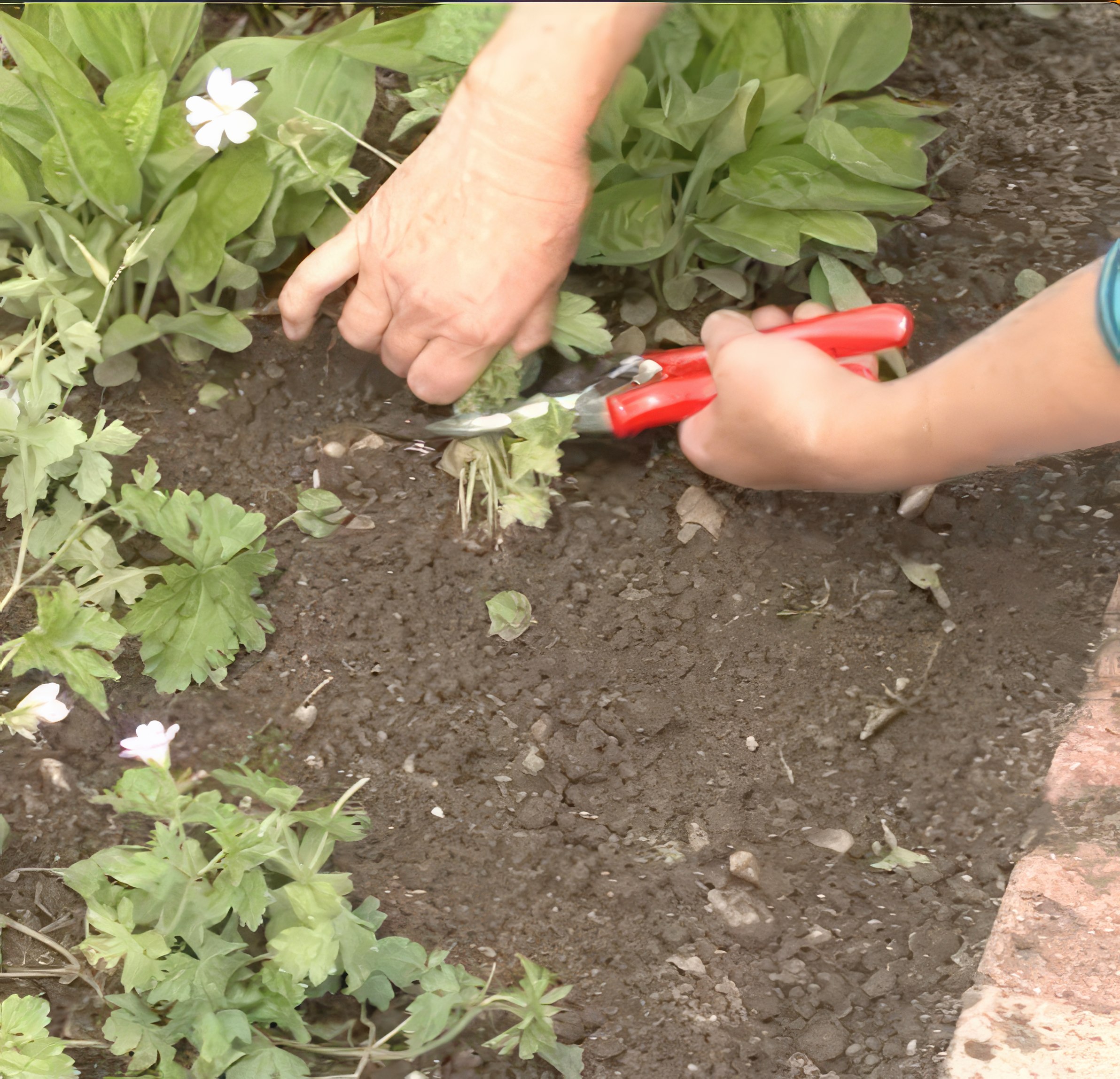 lannoite perennoille