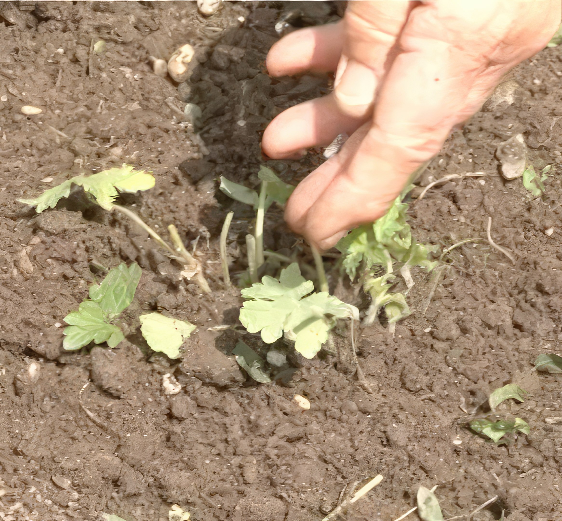 lannoite perennoille