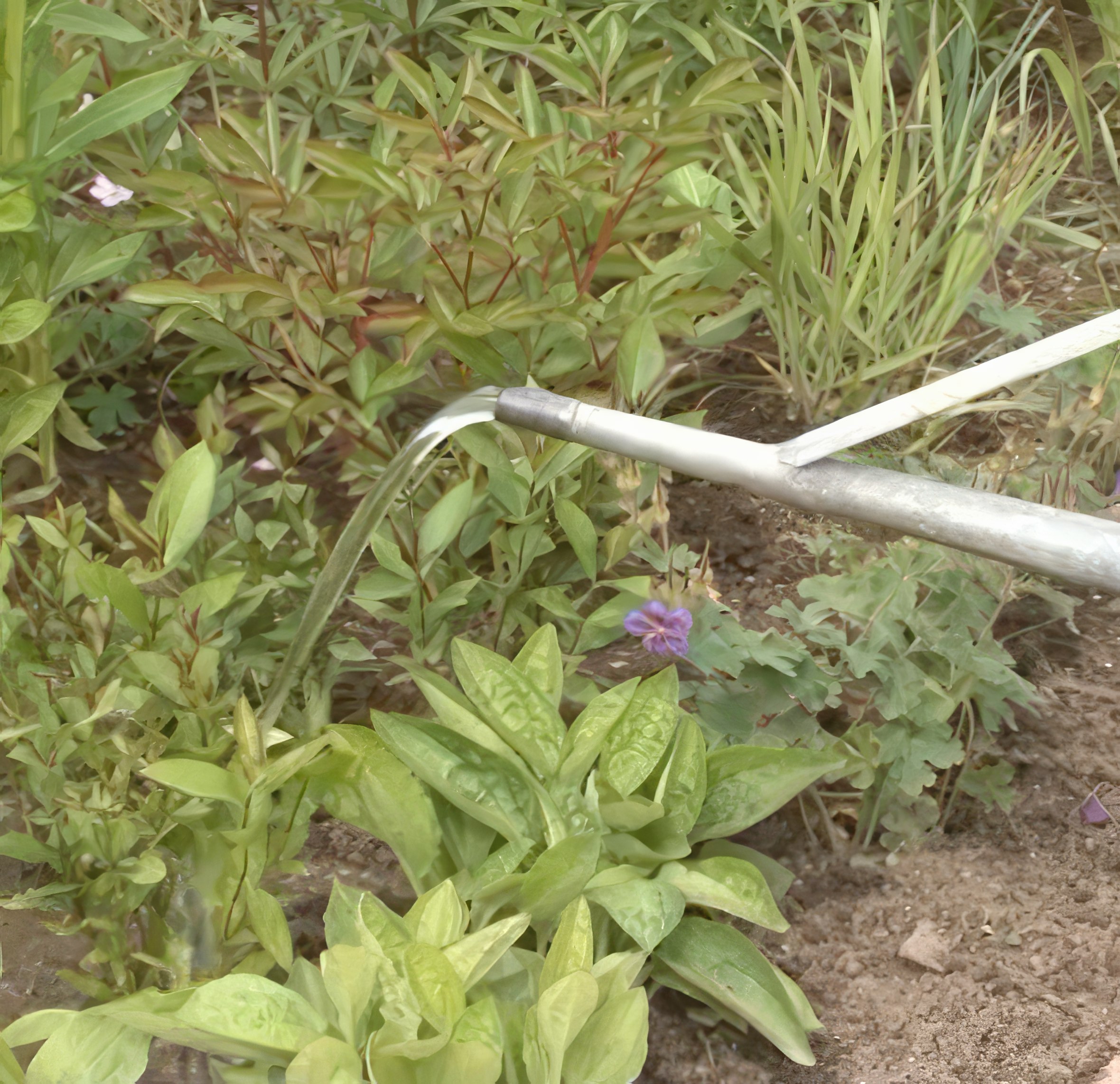 Perennapenkin lannoitus