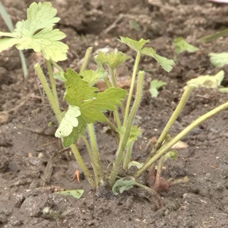 Gødning af staudebed