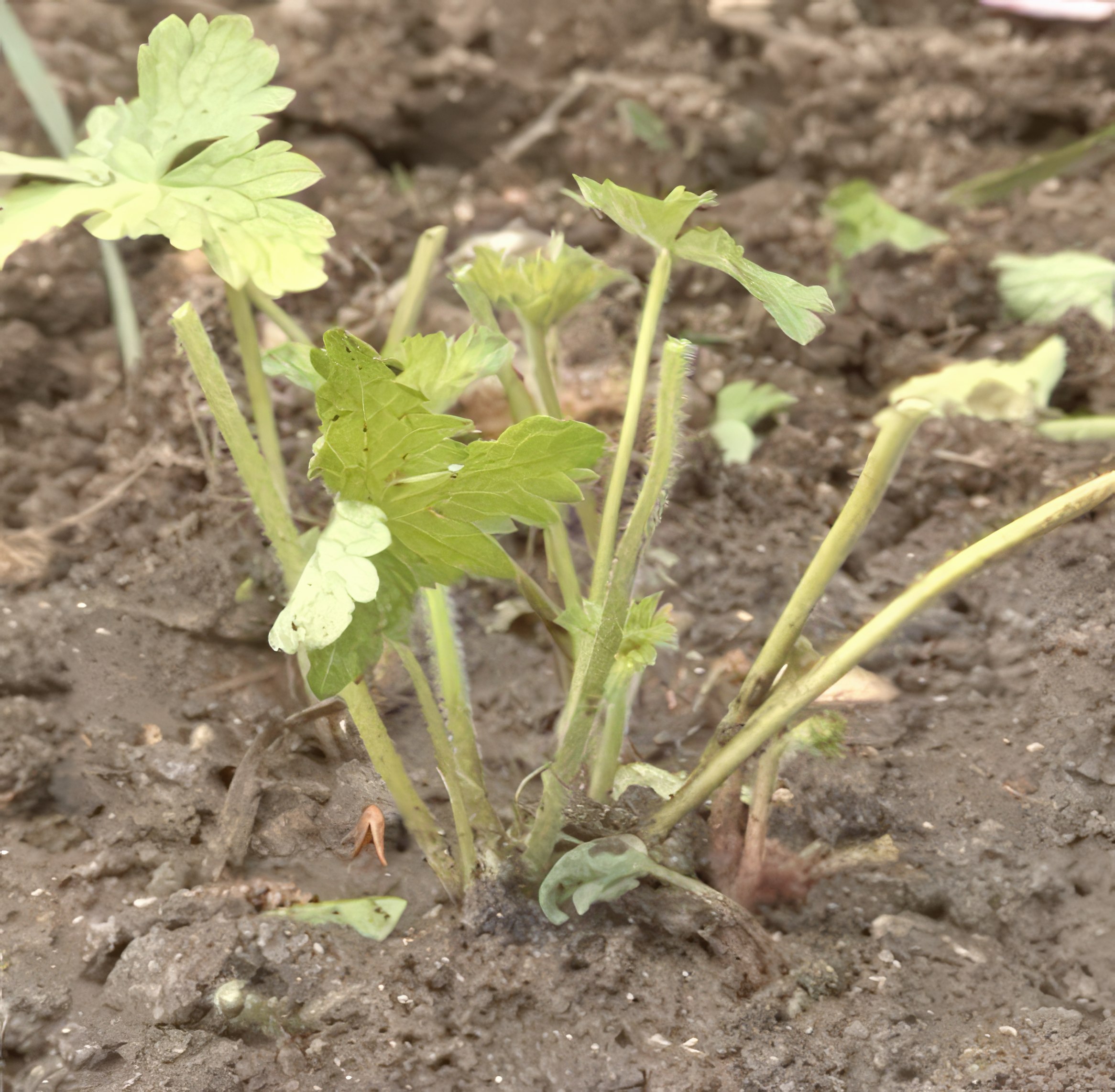 Perennapenkin lannoitus