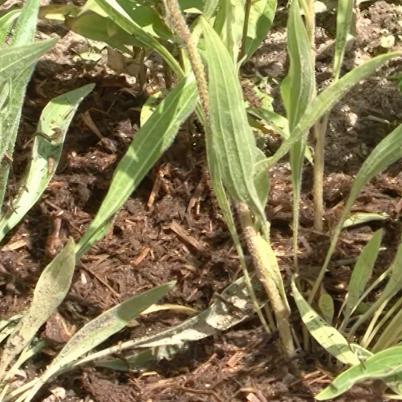 jordforbedring staudebed