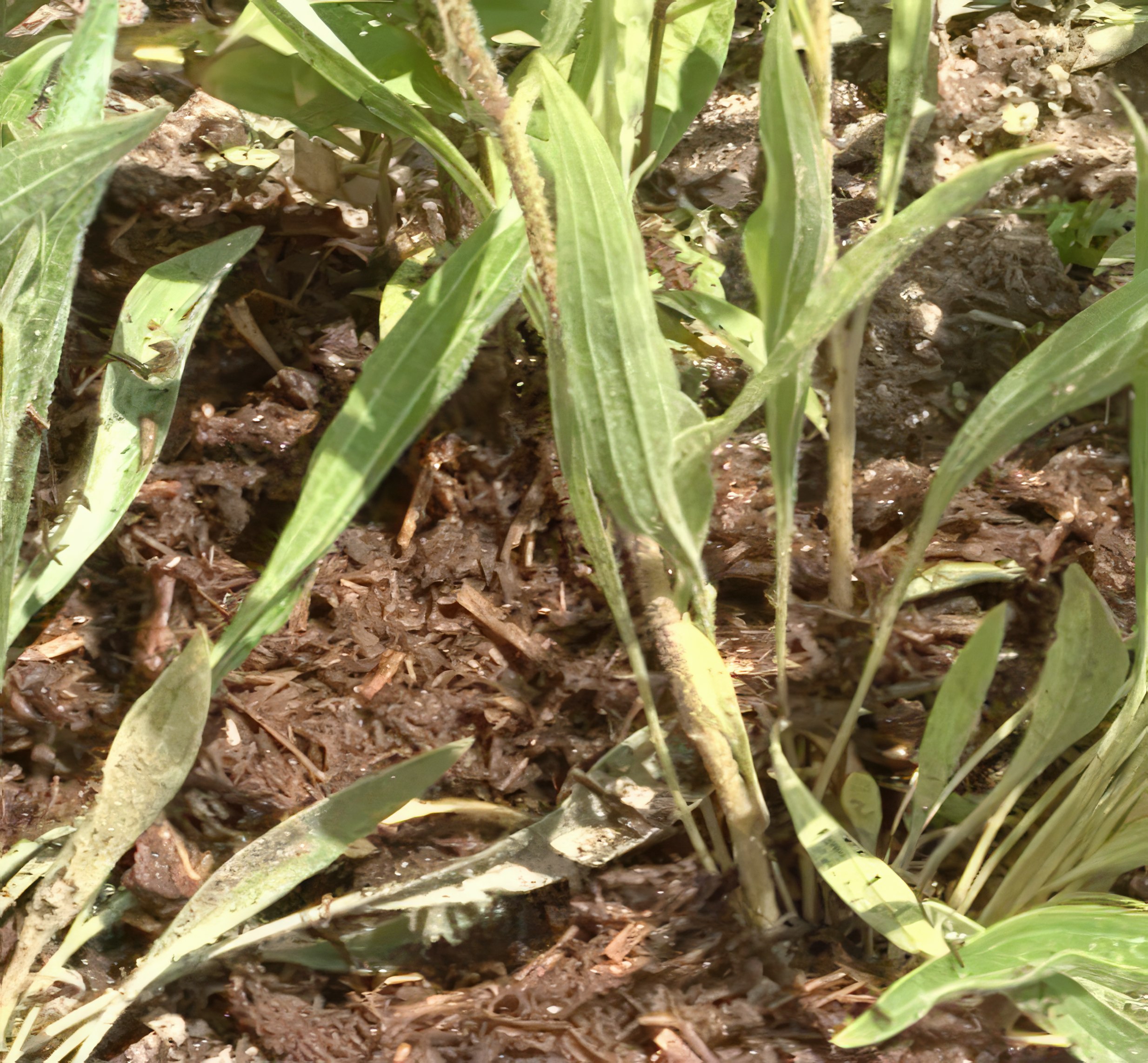 maanparannus perennapenkki