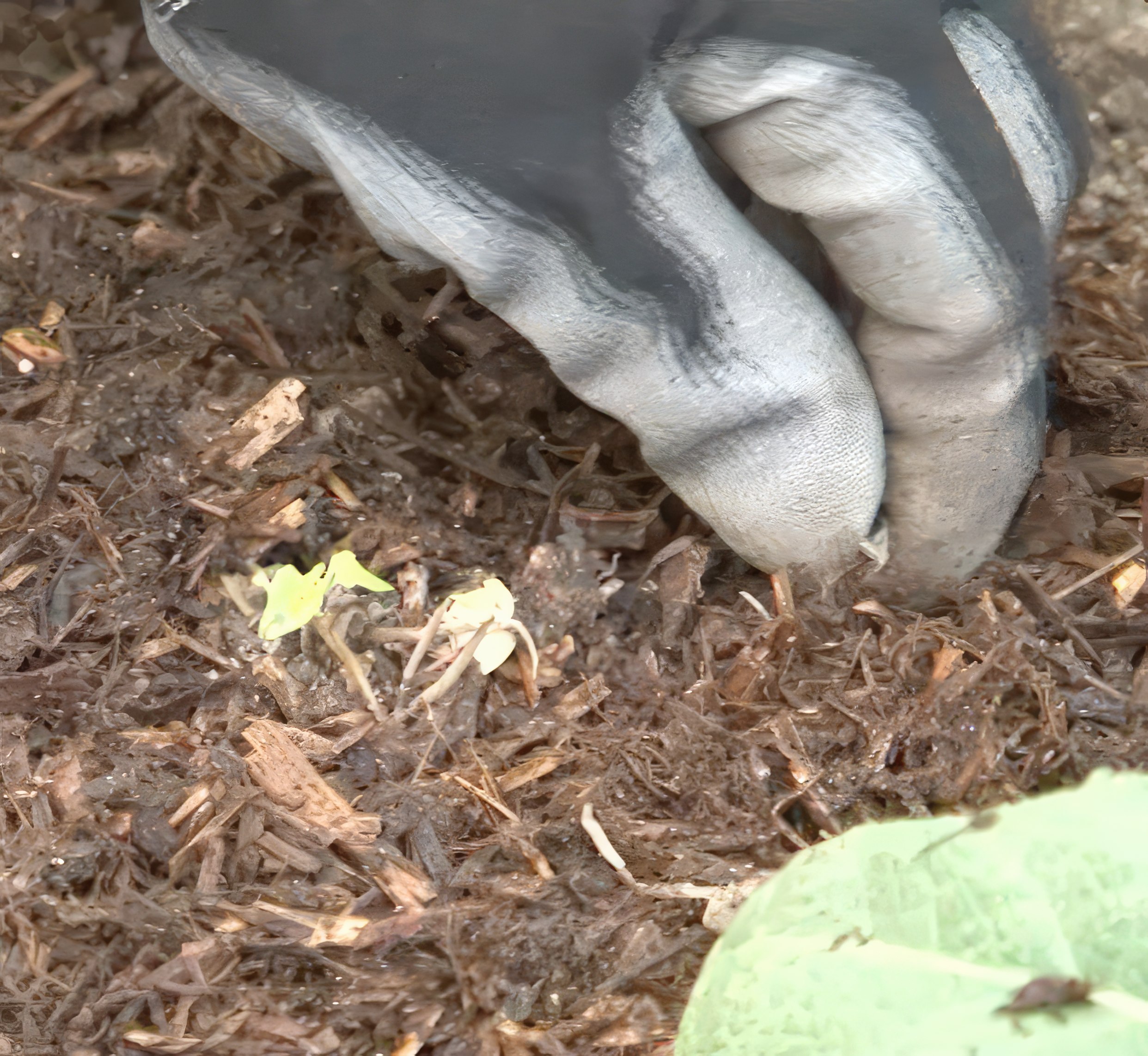 maanparannus perennapenkki