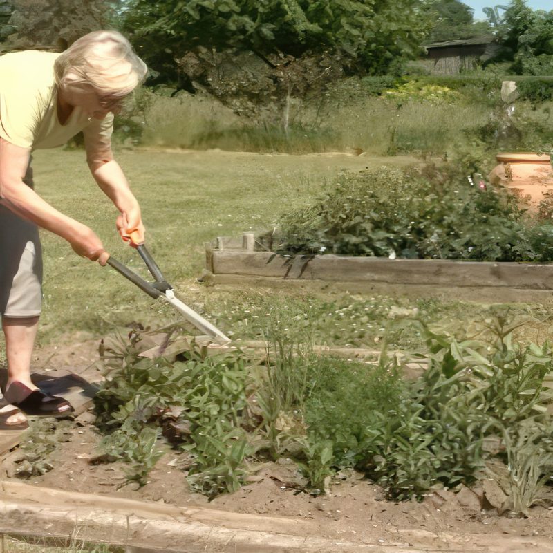 må man klippe stauder ned i marts