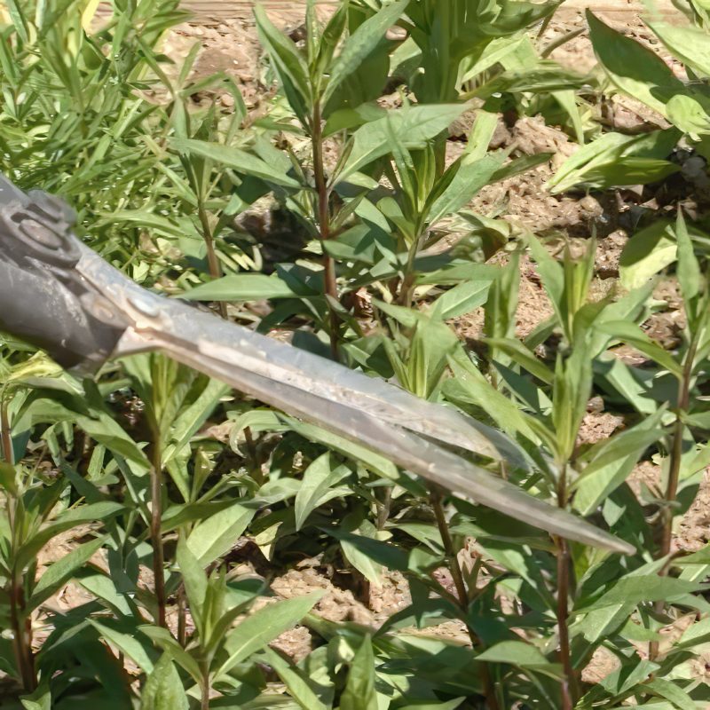 må man klippe stauder ned i marts