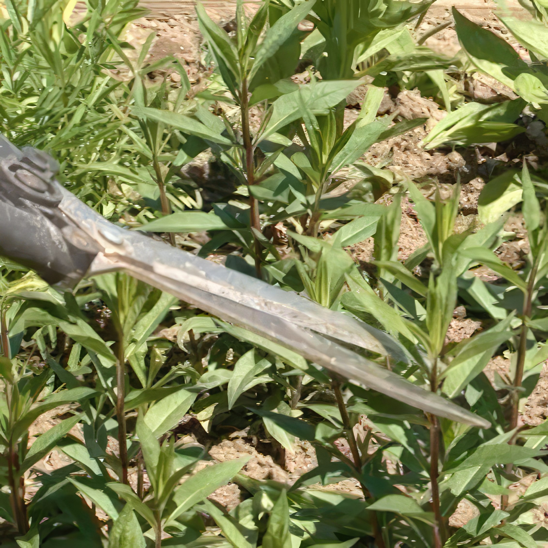 Kan man klippa ner perenner i mars?