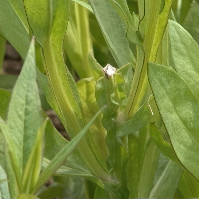 må man klippe stauder ned i marts