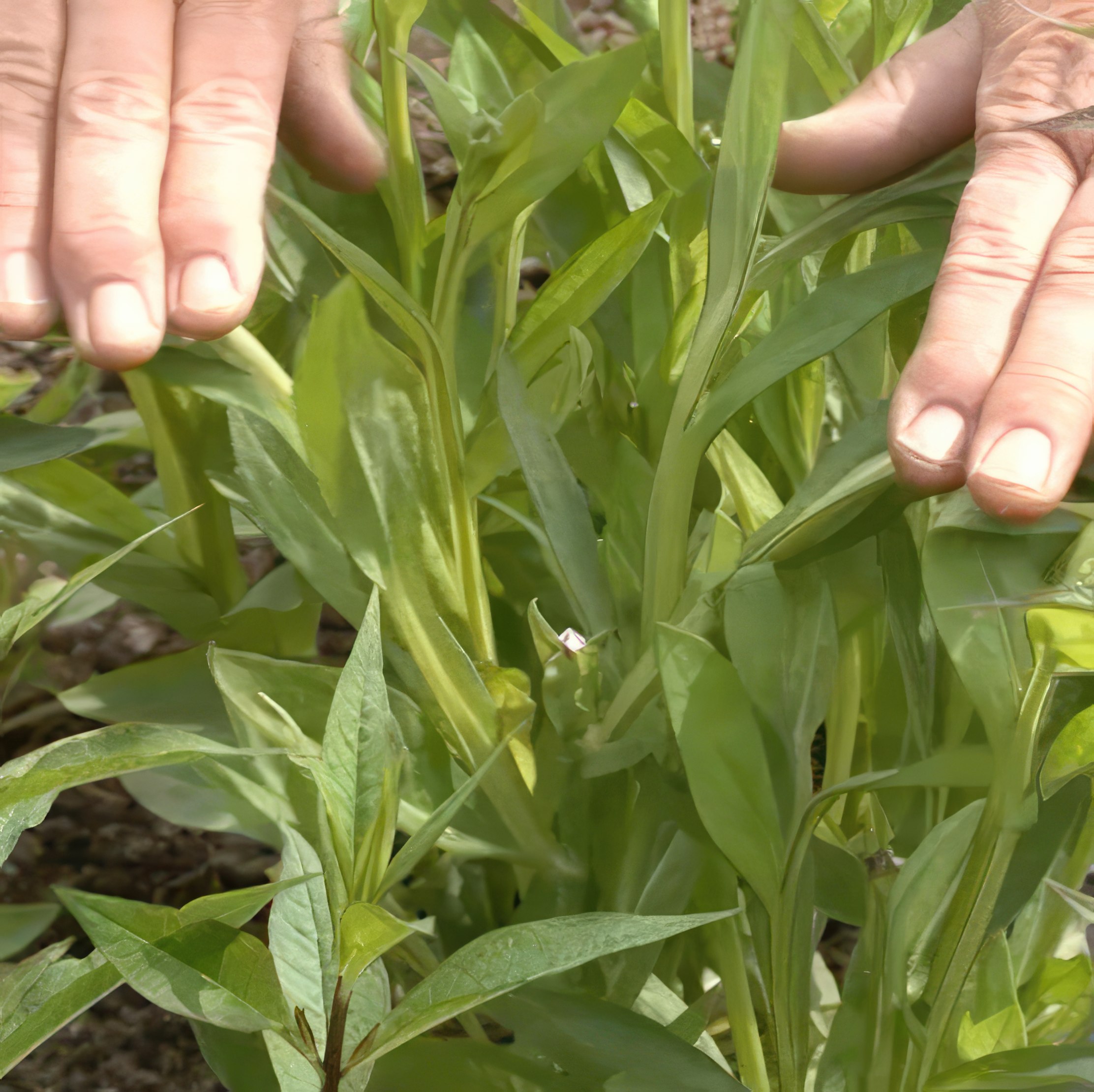 Kan man klippa ner perenner i mars?
