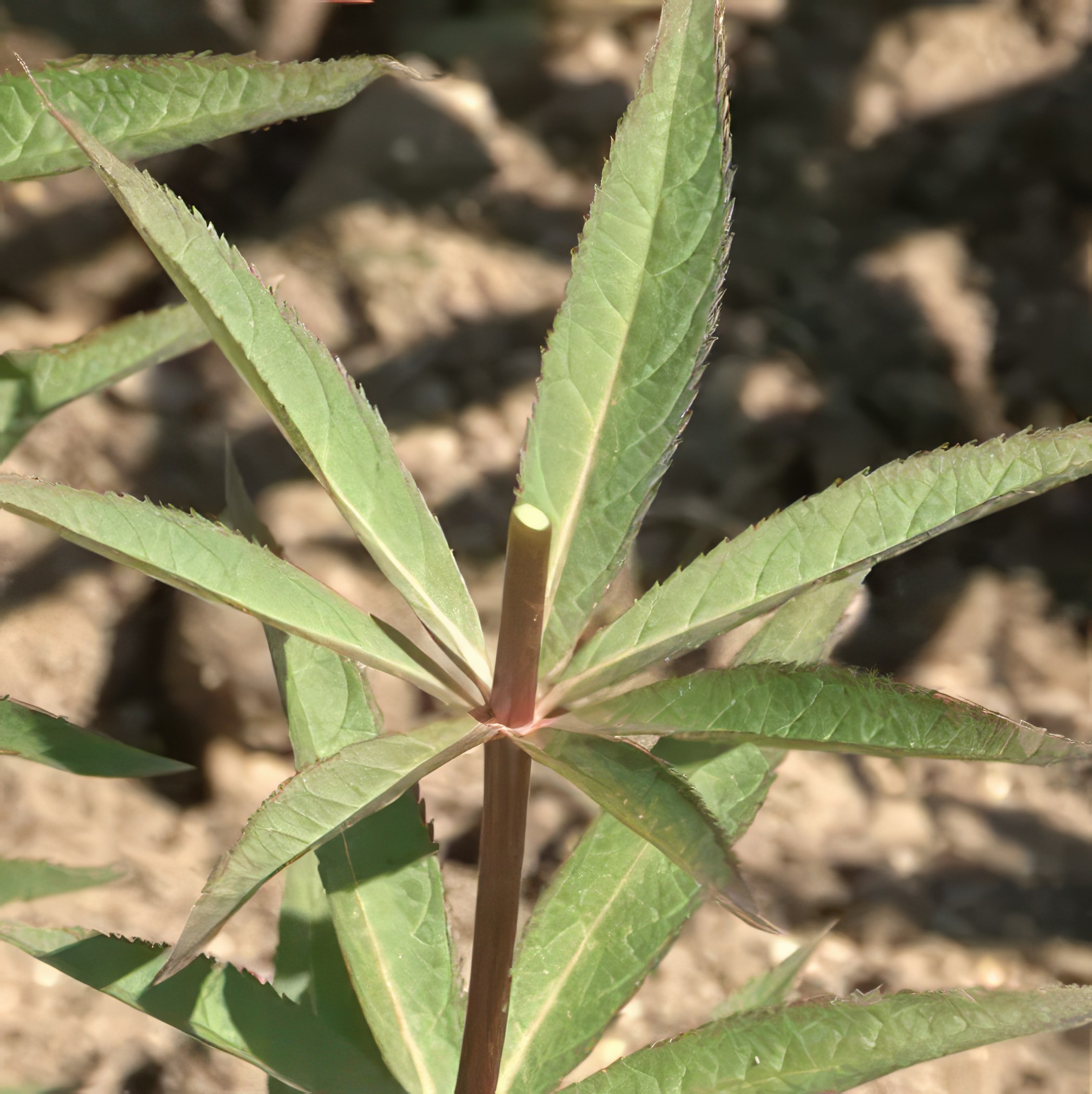 Kan man klippa ner perenner i mars?