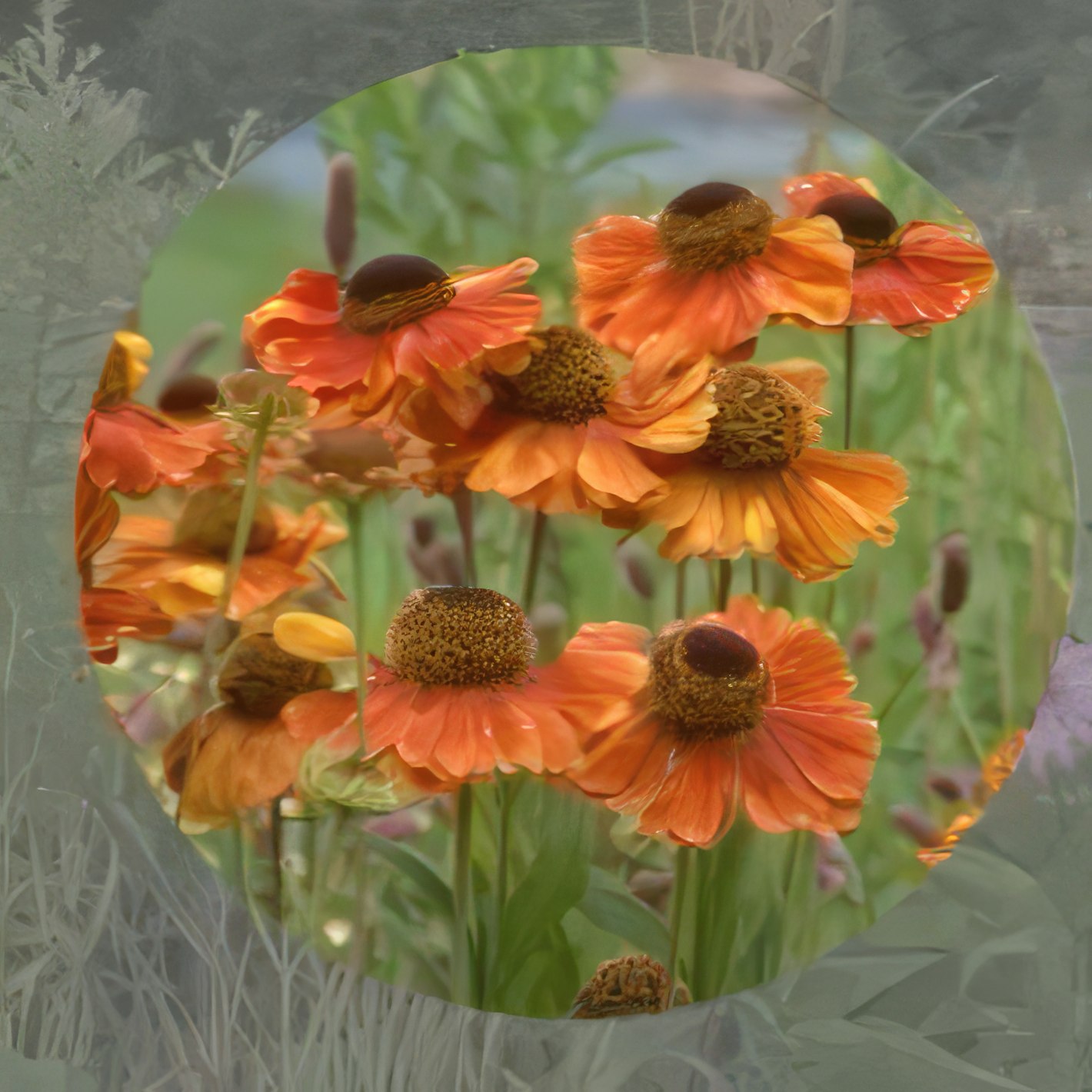 Kan man klippa ner perenner i mars?