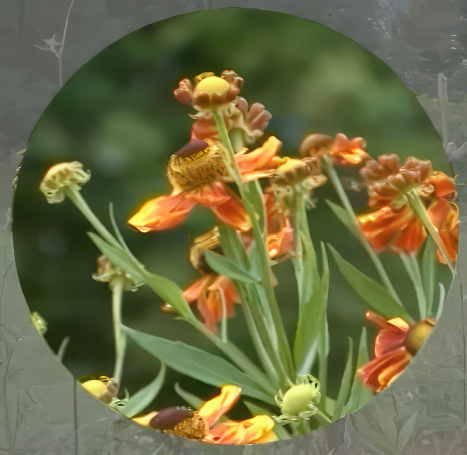 Kan man klippa ner perenner i mars?