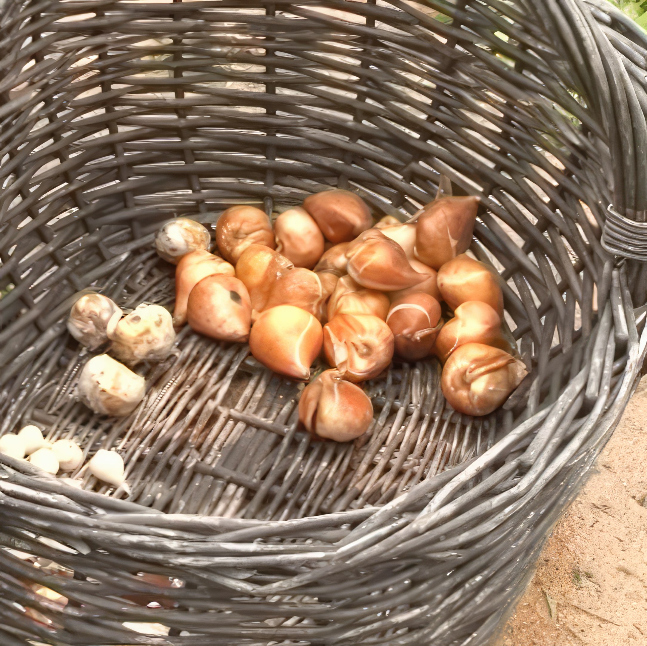 Blomsterlökar i perennrabatten