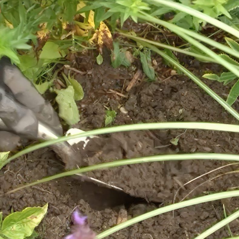 Blomsterløg i staudebedet