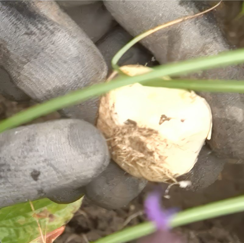Blomsterløg i staudebedet