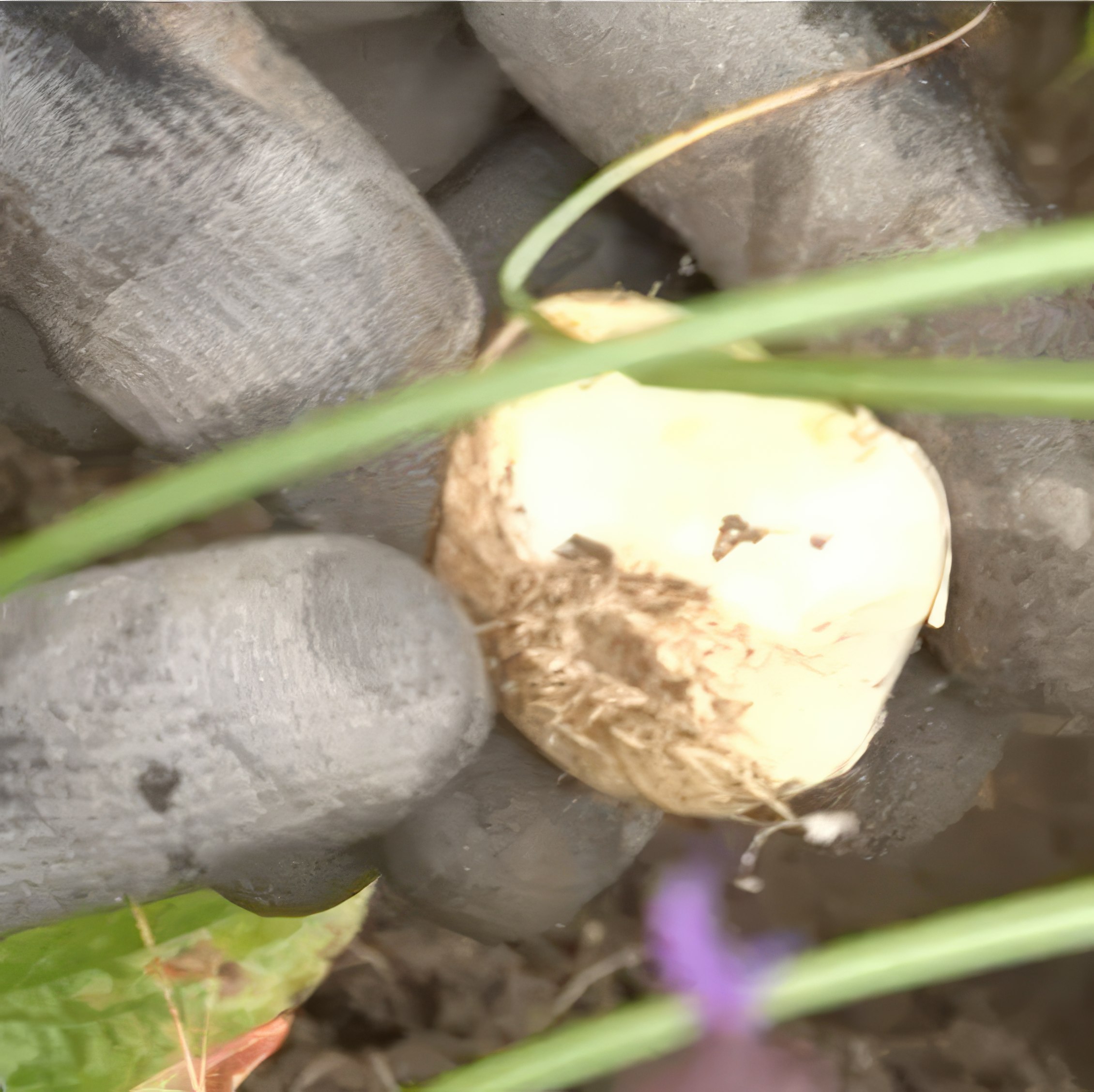 Blomsterlökar i perennrabatten