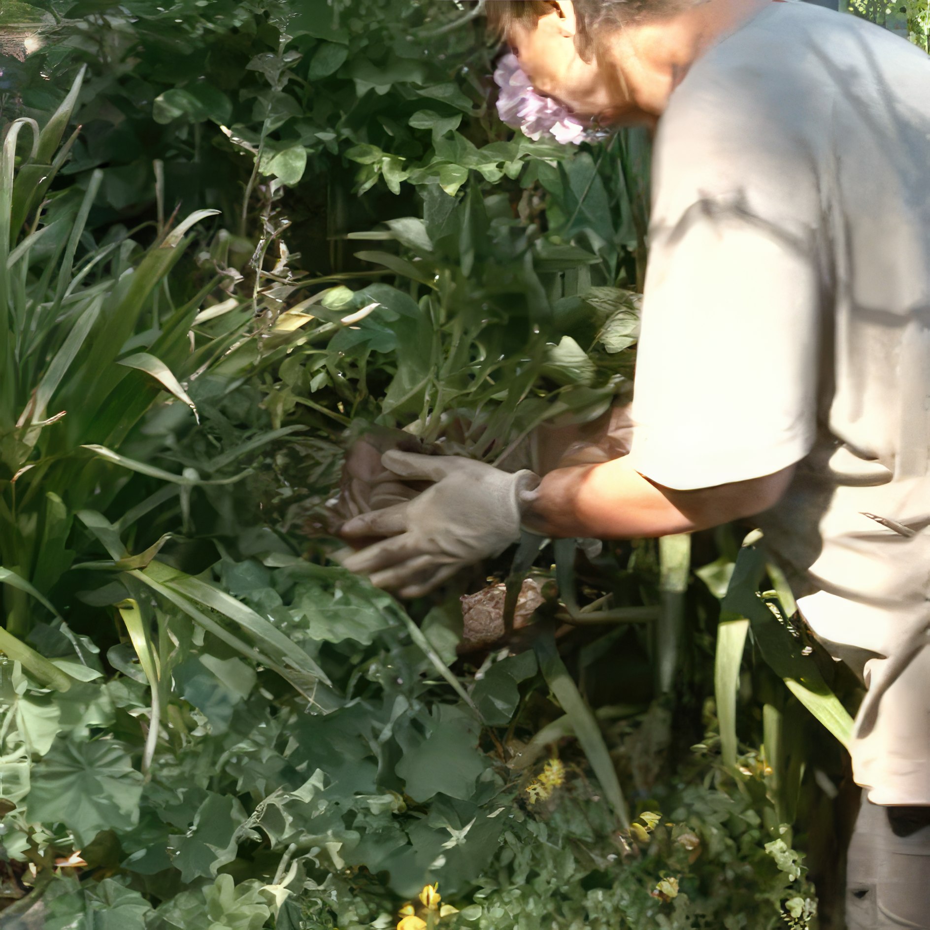 Blomsterlökar i perennrabatten