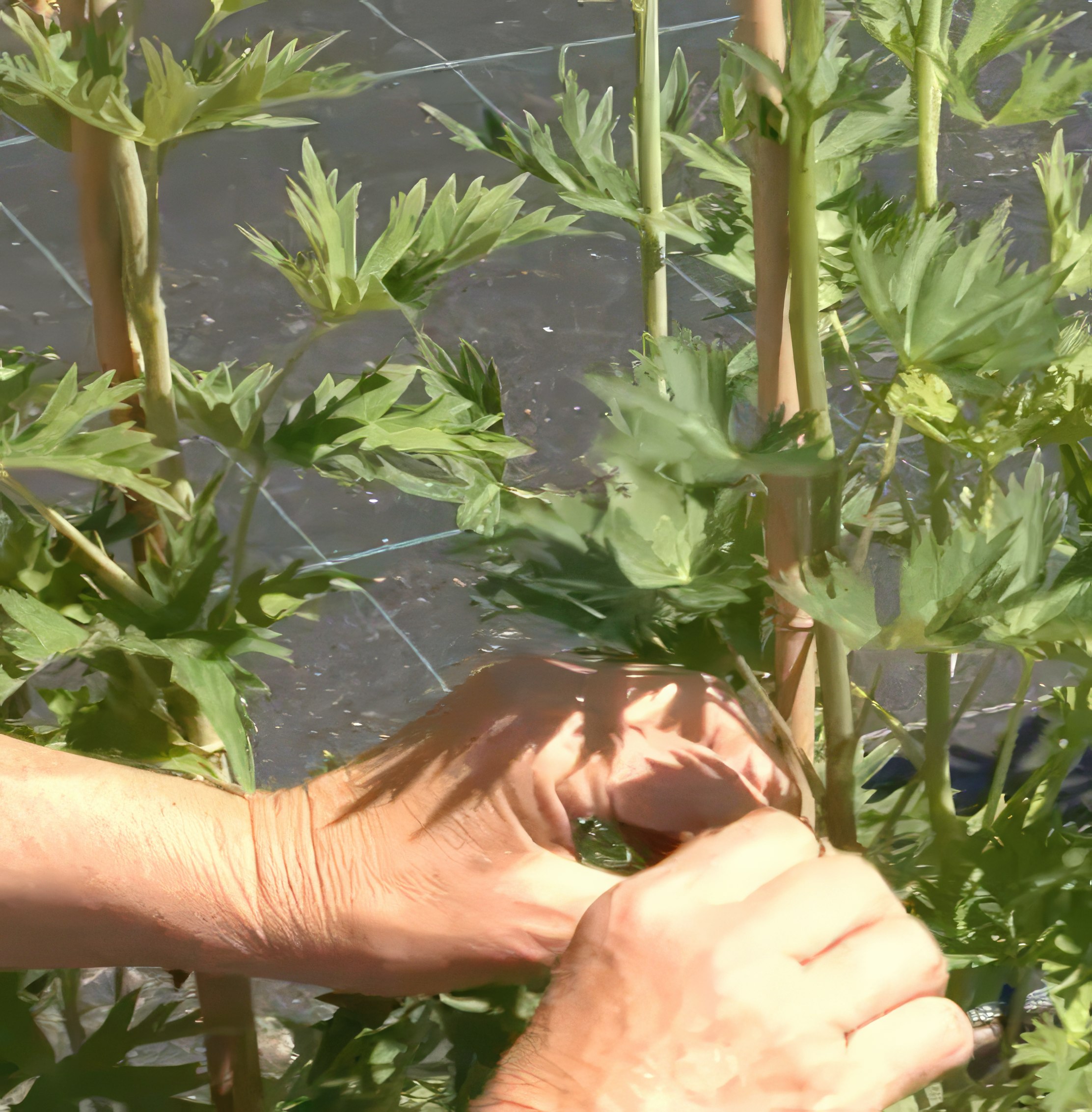 stötta till perenner