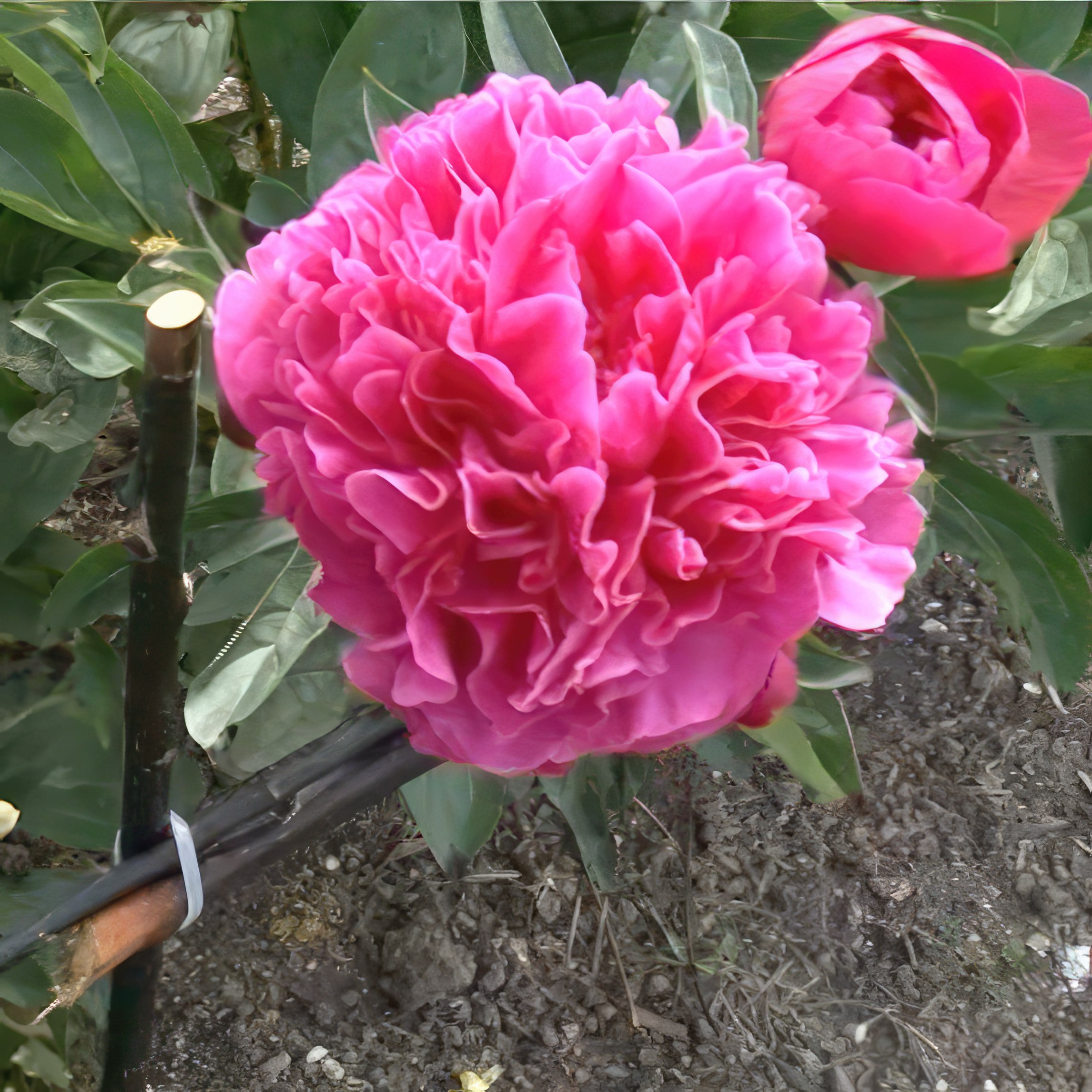 stötta till perenner