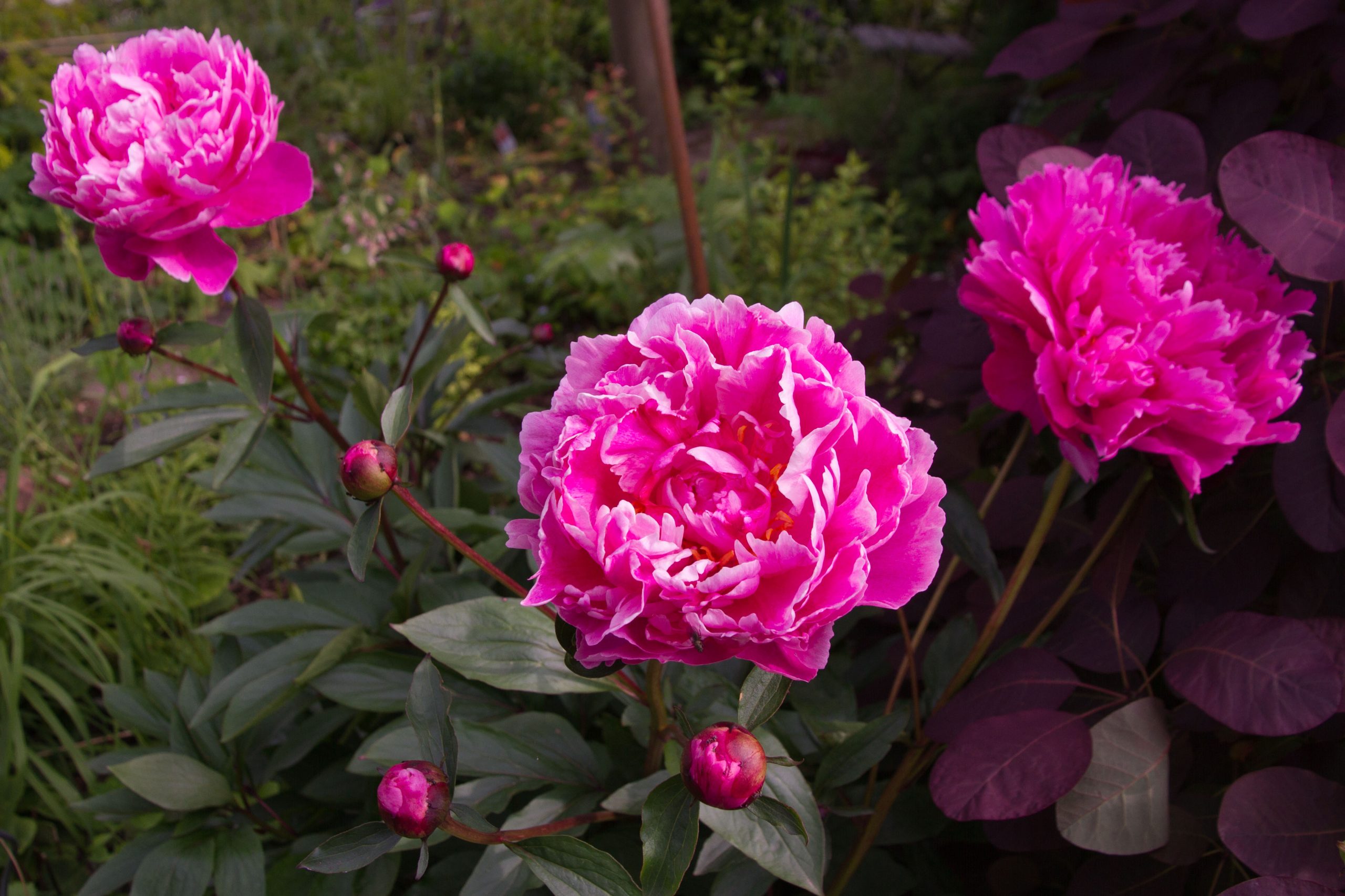 støtte til stauder pæon