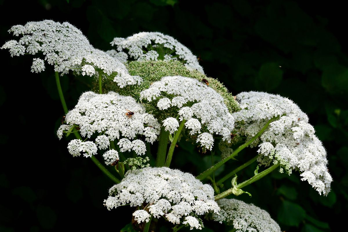 Jätteloka vs björnloka