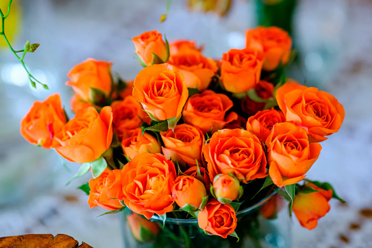 Rosers symbolik og betydning | goerdetselv.dk