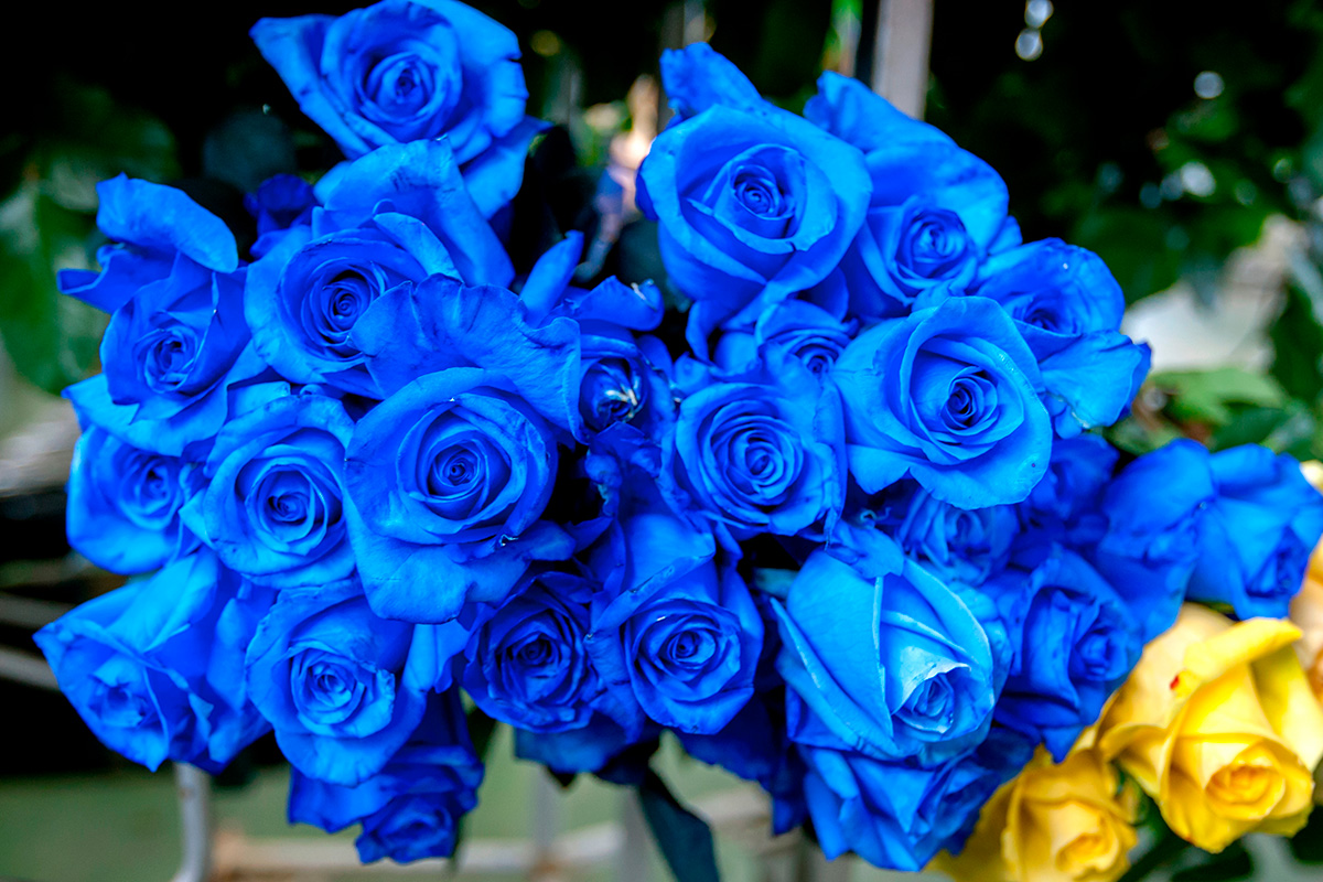 Siniset ruusut merkitys