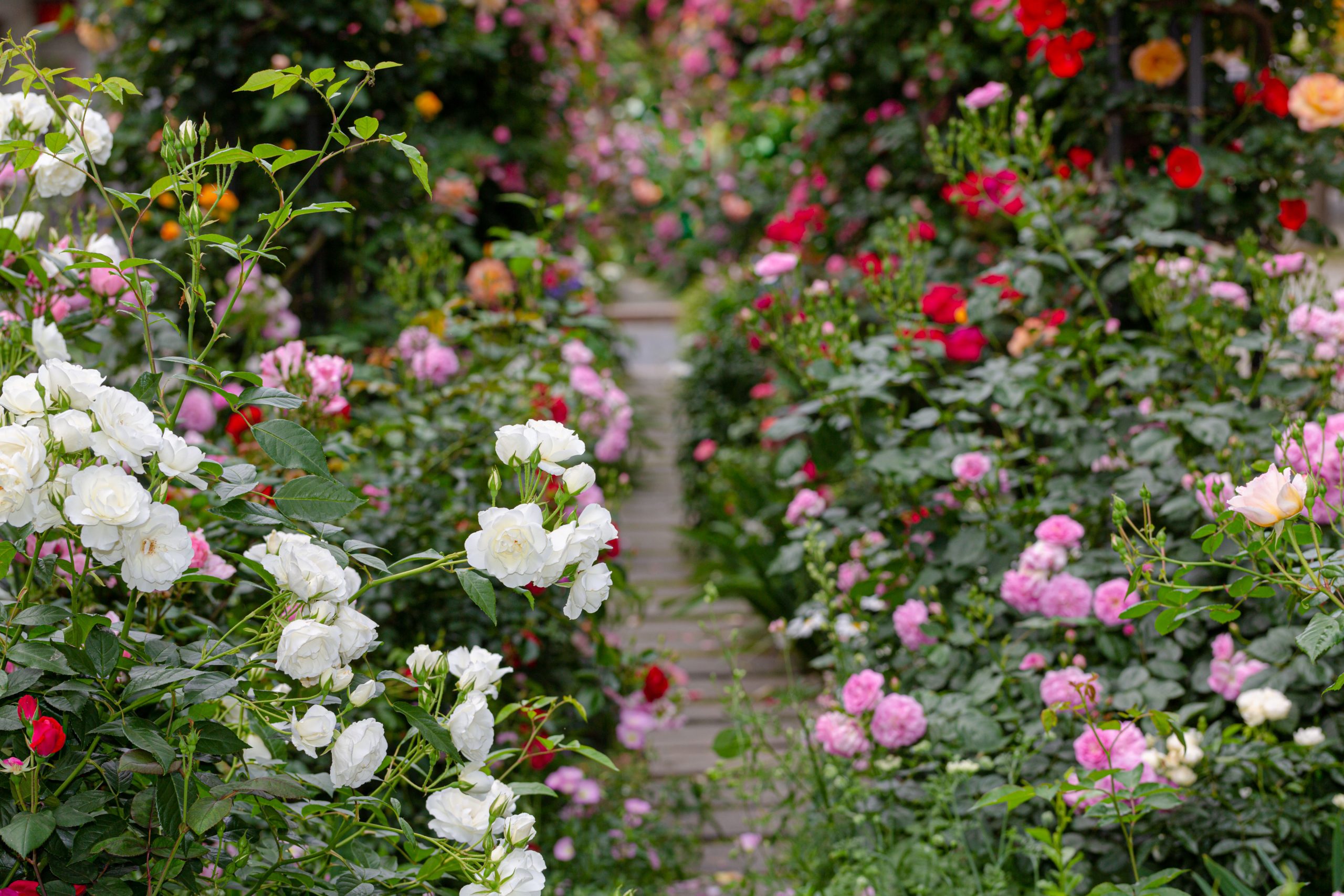 rosenbed inspiration