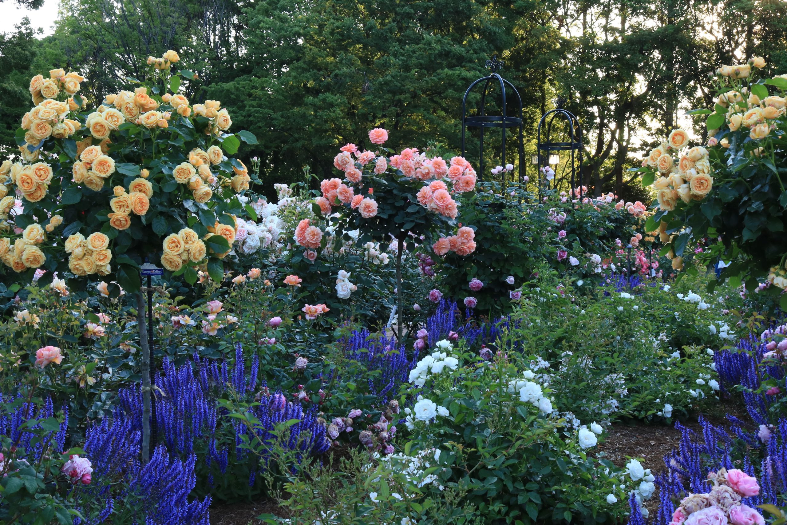 rosenbed inspiration