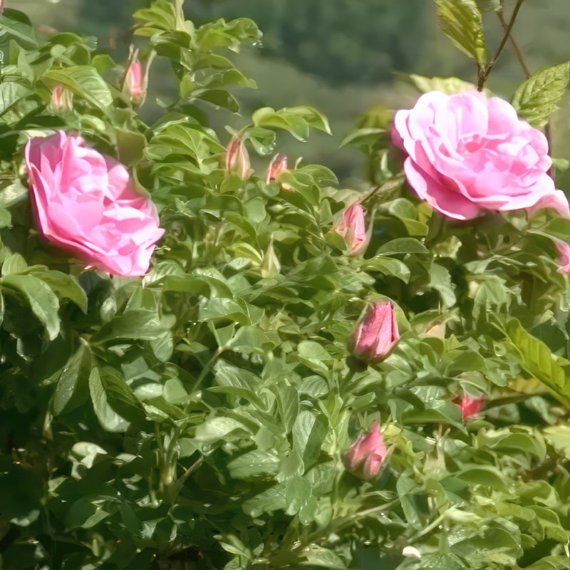 opbygning af rosenbed