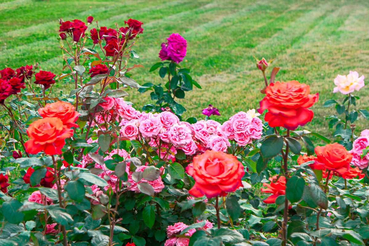 rosenbed inspiration