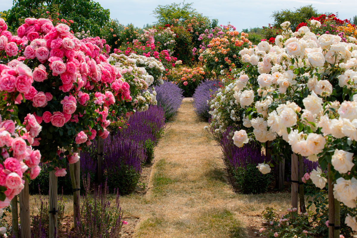 rosenbed inspiration