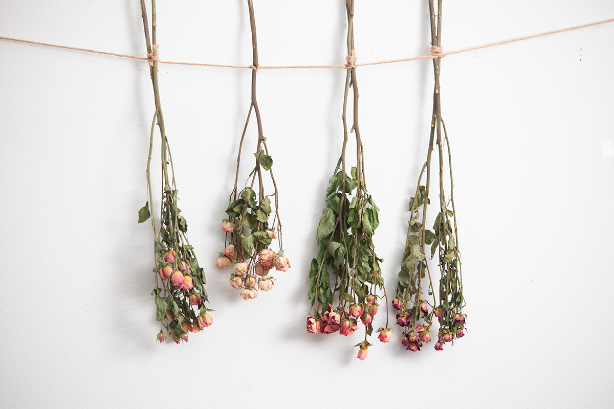 Buketter med rosor som hängts på tork.