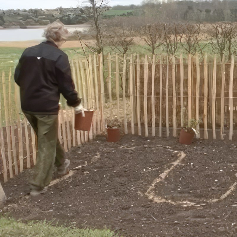 Förbered rosorna för plantering