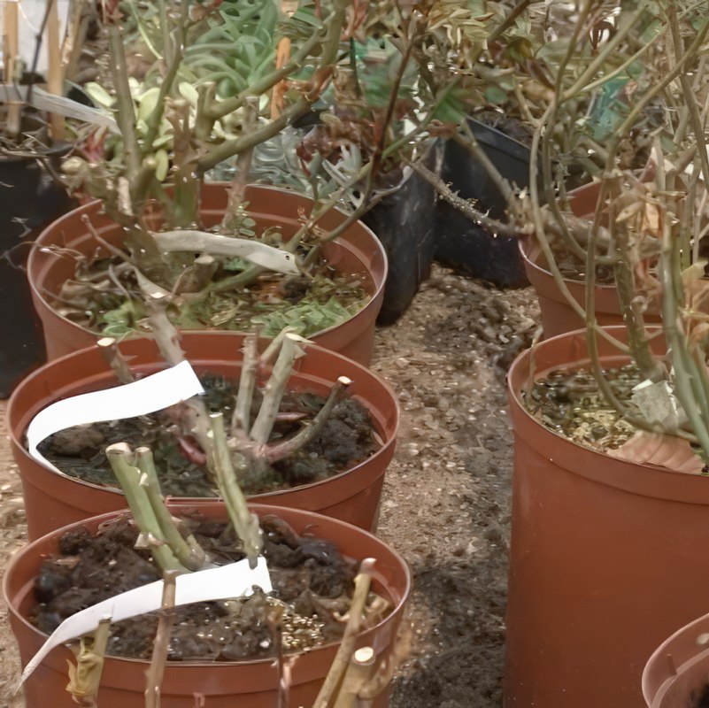 Förbered rosorna för plantering