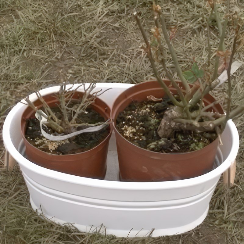 Förbered rosorna för plantering