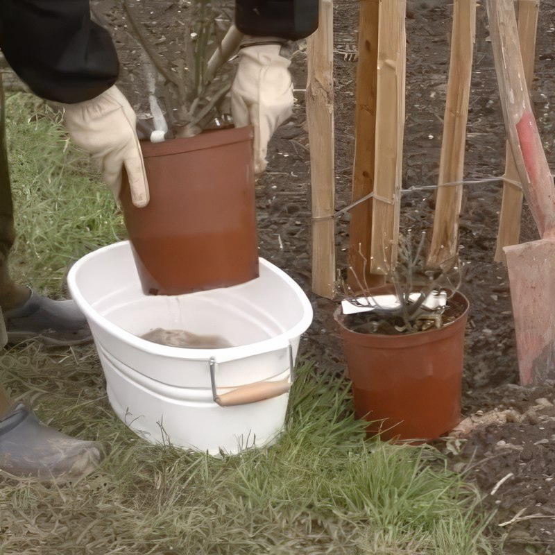 Förbered rosorna för plantering