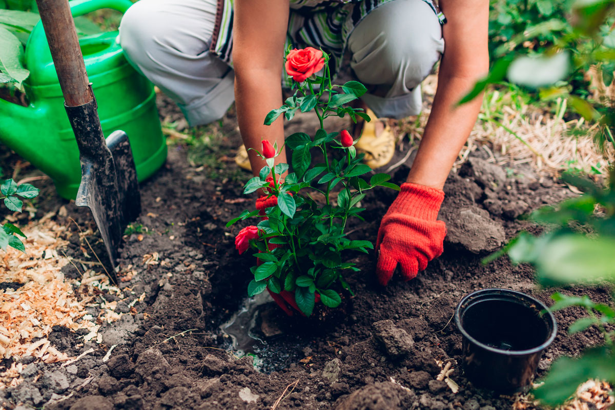 plantning af roser