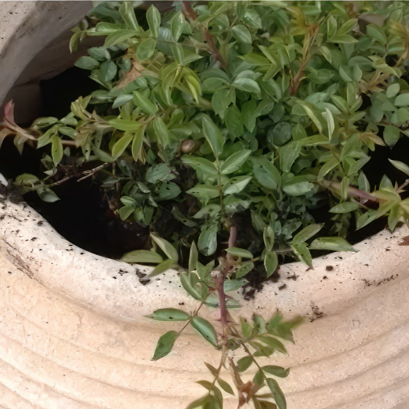 omplantning af roser