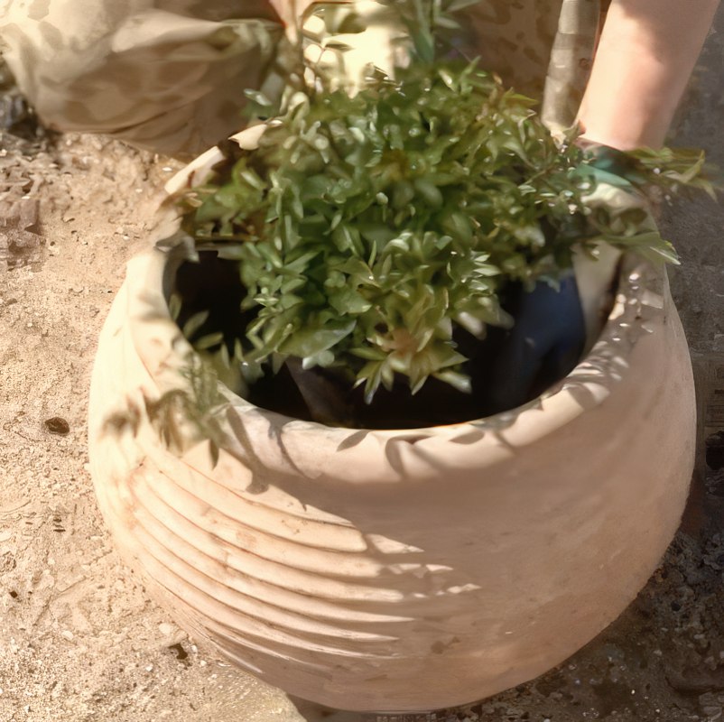 omplantning af roser