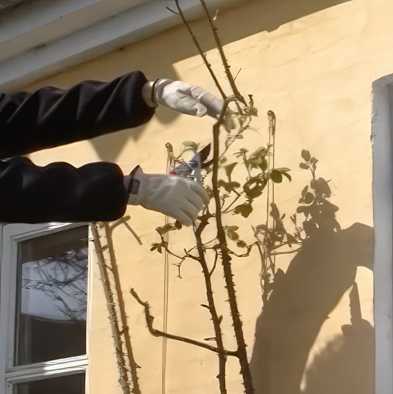 Beskæring af roser - Du får en trin-vejledning! | goerdetselv.dk