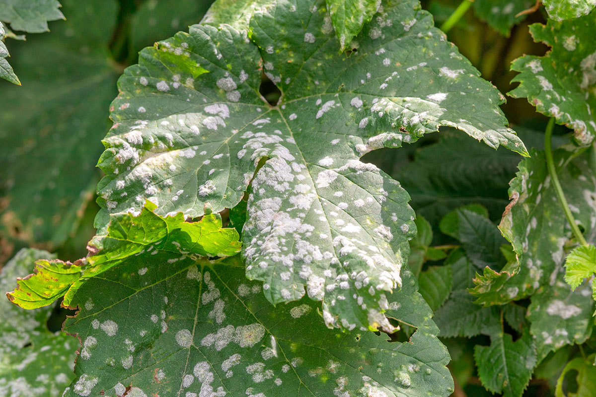 Meldug på planteblad.