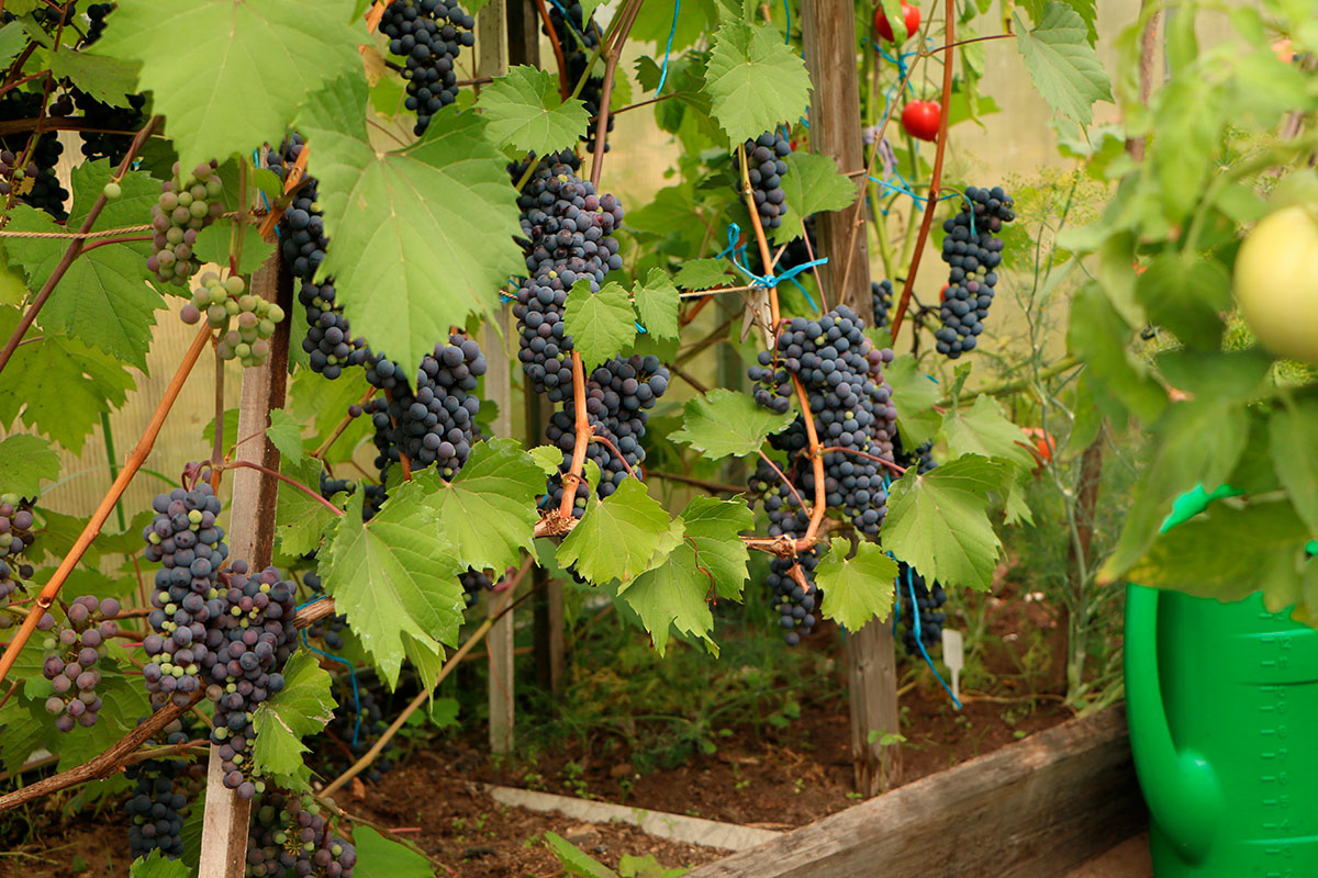 Vindruvor i växthuset.