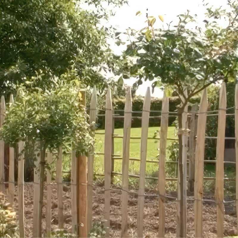 lange skud på roser