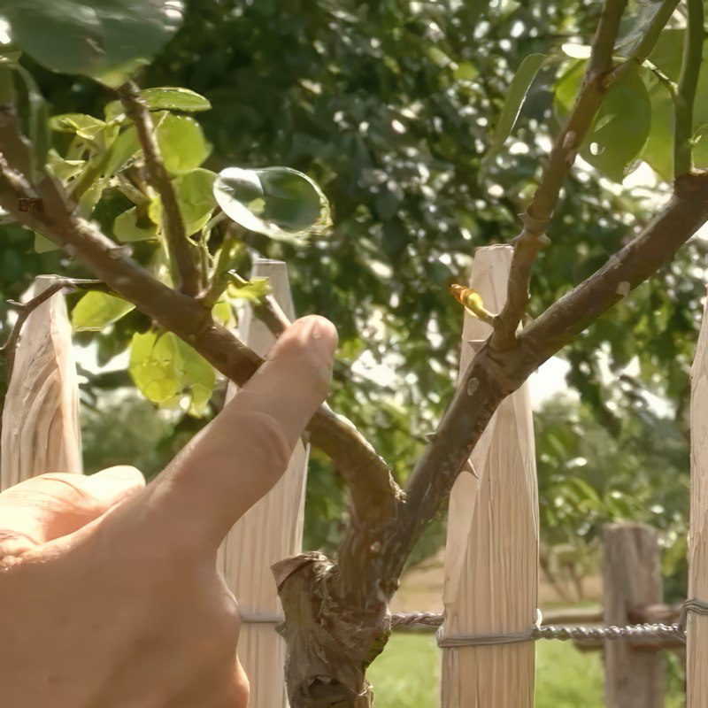 lange skud på roser