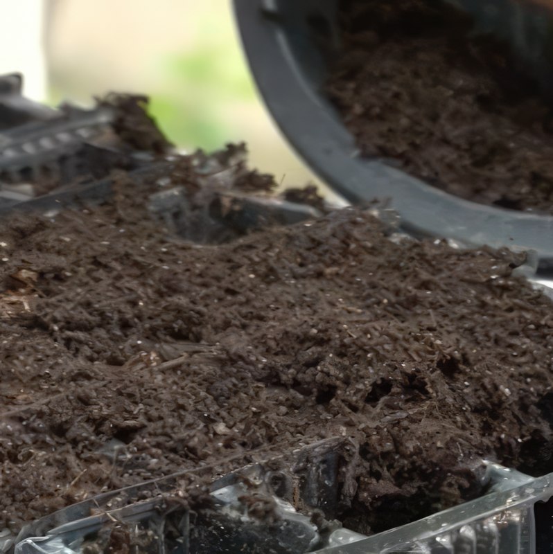 förökning av rosor