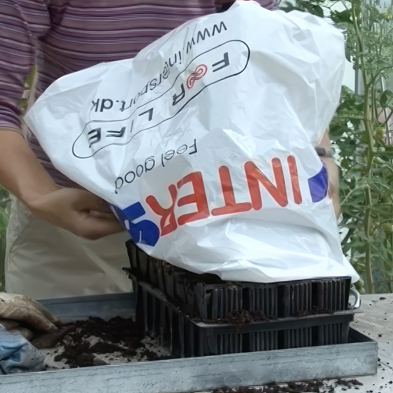 förökning av rosor